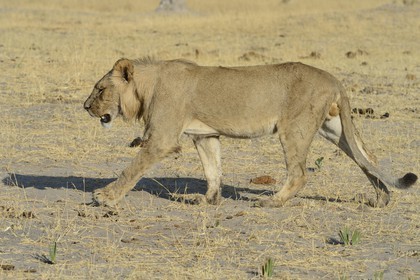 Zimbabwe, Matabeleland North Province, Hwange National Park, lion (Panthera leo)