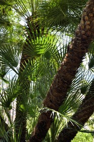 France, Var (83), Hyères, le Castel Sainte-Claire dont les jardins sont labellisés Jardins Remarquables de France, palmier nain chamaerops humilis