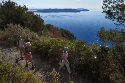 France, Var (83), La Seyne-sur-Mer, randonnée dans le massif du Cap Sicié le long du chemin du Joncquet en contrebas de la Corniche Merveilleuse, la presqu'Ile de Saint-Mandrier en arrière plan