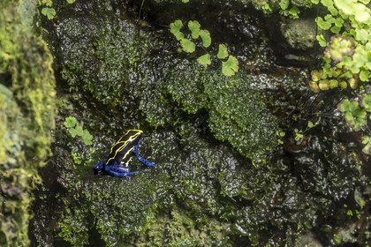 Espagne, Catalogne, Barcelone, Port Vell, l'aquarium, dendrobatidae communément appelés dendrobates, grenouille de petite taille toxique