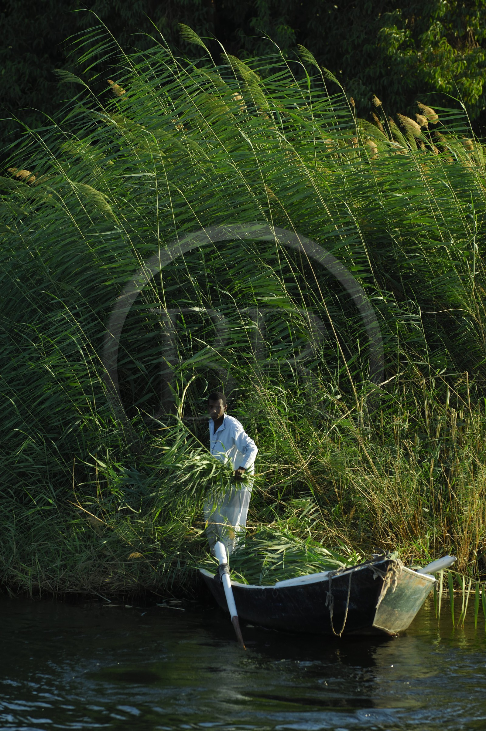 Egypte, Haute Egypte, vallée du Nil, Assouan, barque sur le Nil