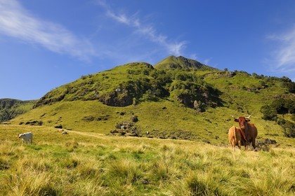 France, Cantal, monts du Cantal, Parc Naturel Régional des Volcans d'Auvergne (regional nature park of Auvergne volcanoes), cow of salers breed at the foot of Puy-Mary