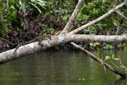 Gabon, province de Ogooué- Maritime, Parc National du Loango, site de Akaka dans la lagune du Fernan Vaz (Nkomi), Faux-gavial d'Afrique ou Crocodile à nuque cuirassée (Mecistops cataphractus)
