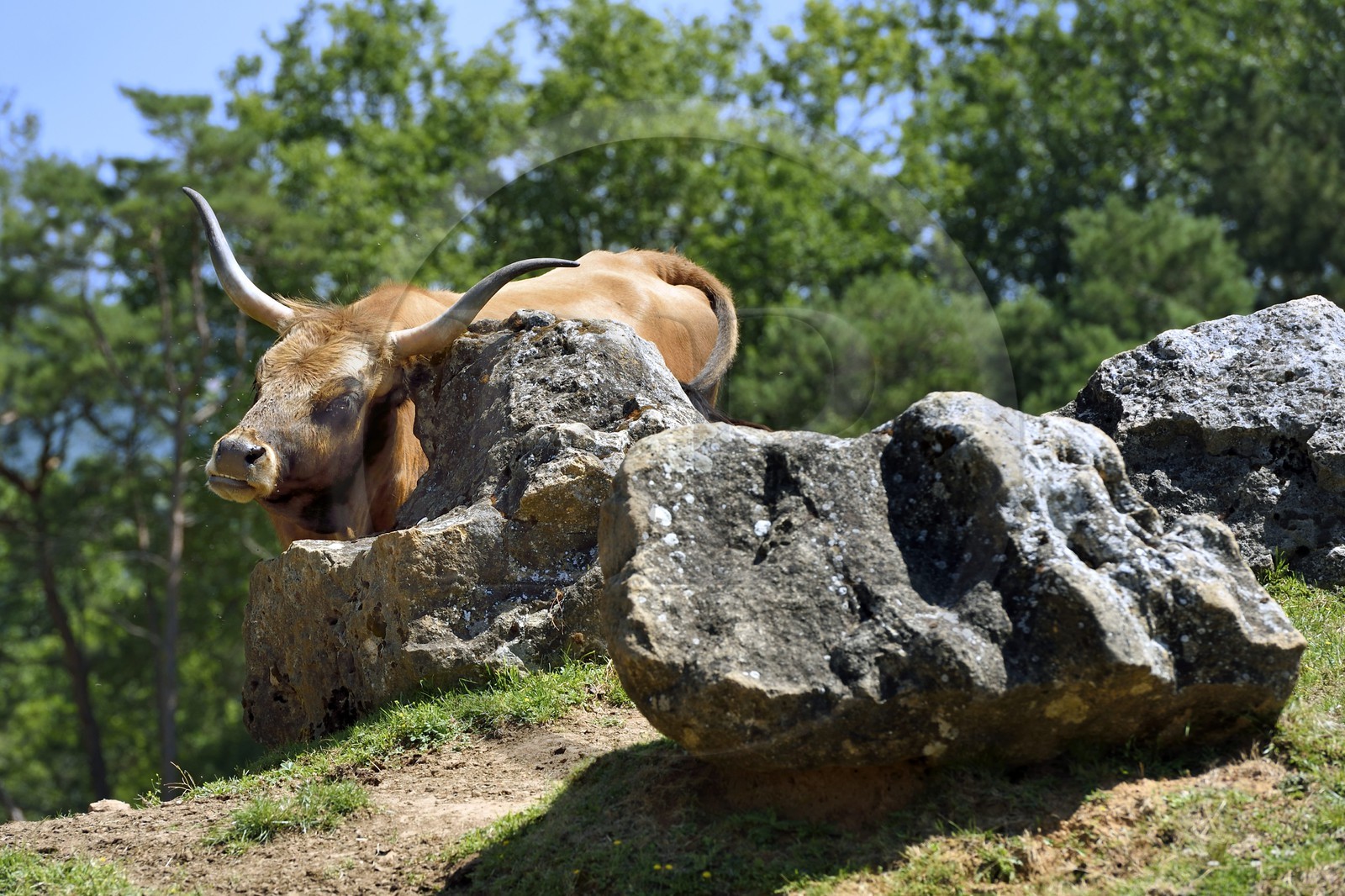 France, Dordogne (24), Perigord Noir, vallée de la Vézère, Thonac, Le Thot, espace Cro-Magnon, aurochs de Heck ou aurochs reconstitué
