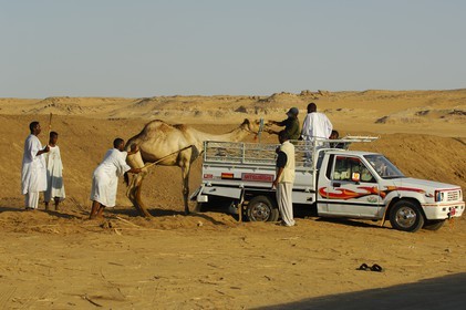 Egypte, Haute Egypte, Nubie, vallée du Nil, Assouan, la rive ouest, embarquement de dromadaire sur un pick up