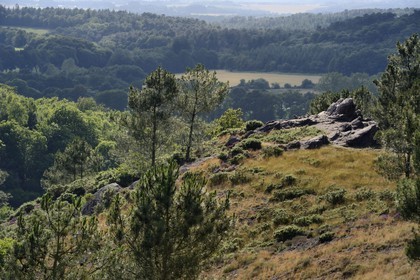 France, Morbihan (56), forêt de Brocéliande, Tréhorenteuc, la lande du Val sans retour