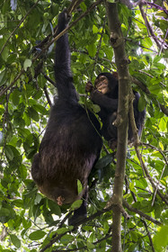 Rwanda, Province de l’Ouest, Nyakabuye, Parc national de Nyungwe, forêt tropicale humide naturelle de Cyamudongo, Chimpanzés commun (Pan Troglodytes)