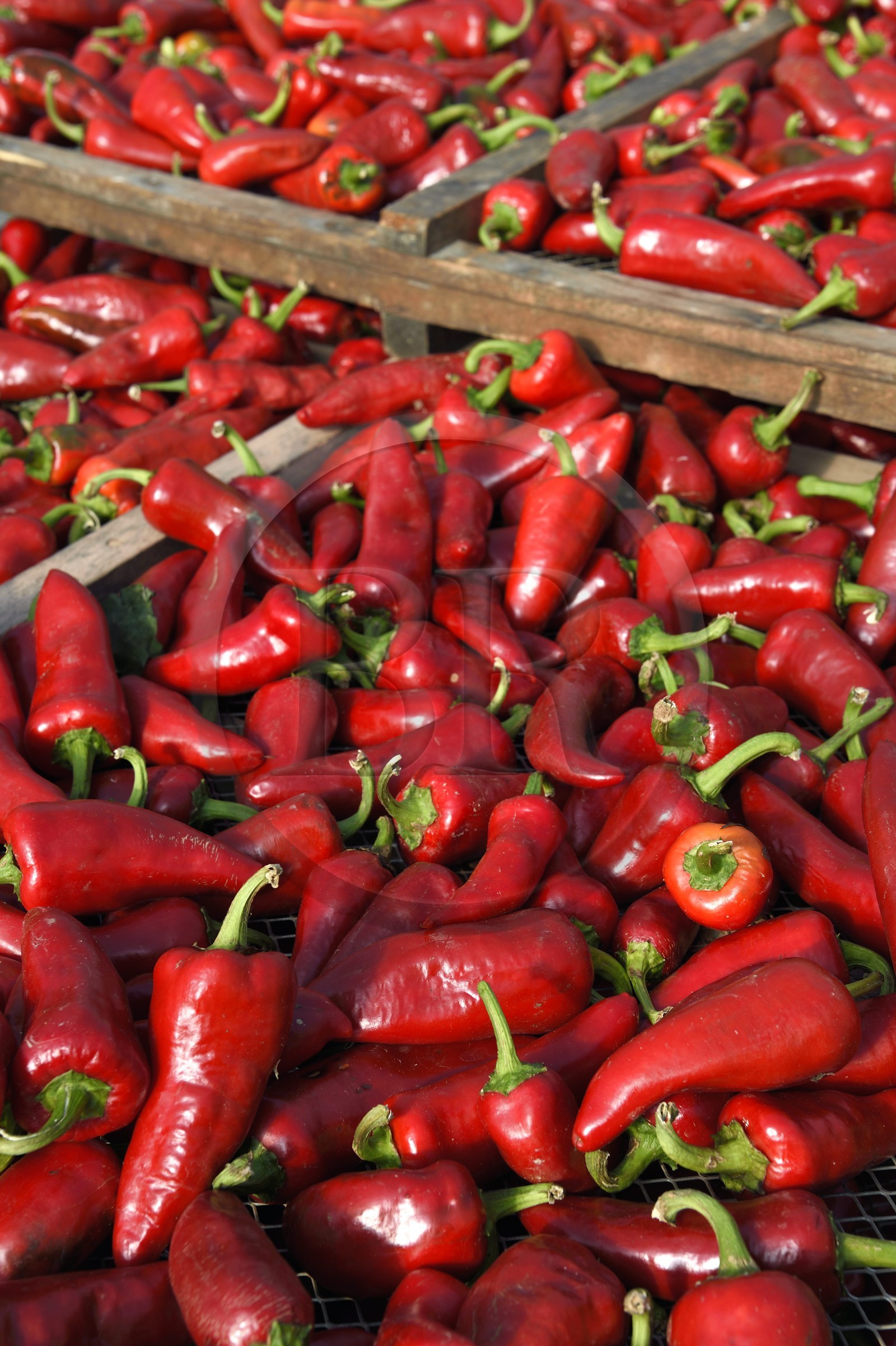 France, Pyrénées-Atlantiques (64), Pays-Basque, Espelette, dans le séchoir à piments de Virginie Curutchet, productrice de piments d'Espelette AOP