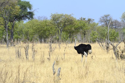 Zimbabwe, Matabeleland North Province, Hwange National Park, male ostrich (Struthio camelus)