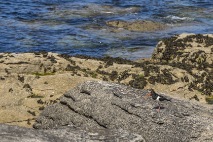 France, Finistère, Abers Country (Pays des Abers), Ile Vierge (Virgin Island) in the Lilia archipelago, oystercatcher (Haematopus ostralegus)