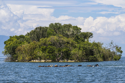 Rwanda, Province de l’Ouest, Karongi (anciennement nommée Kibuye), lac Kivu, troupeau de vaches nageant entre les ilots au large de Kibuye
