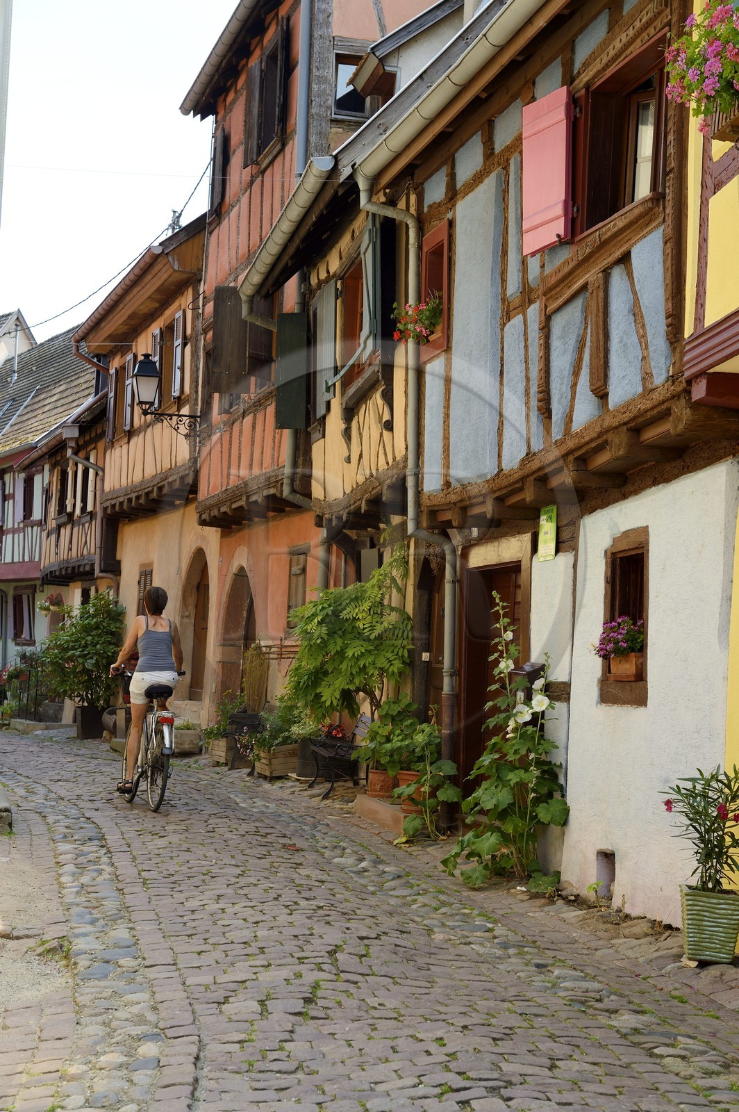 France, Haut-Rhin (68), Eguisheim, labellisé Les Plus Beaux Villages de France, maisons traditionnelles à pans de bois dans la rue du Rempart Sud