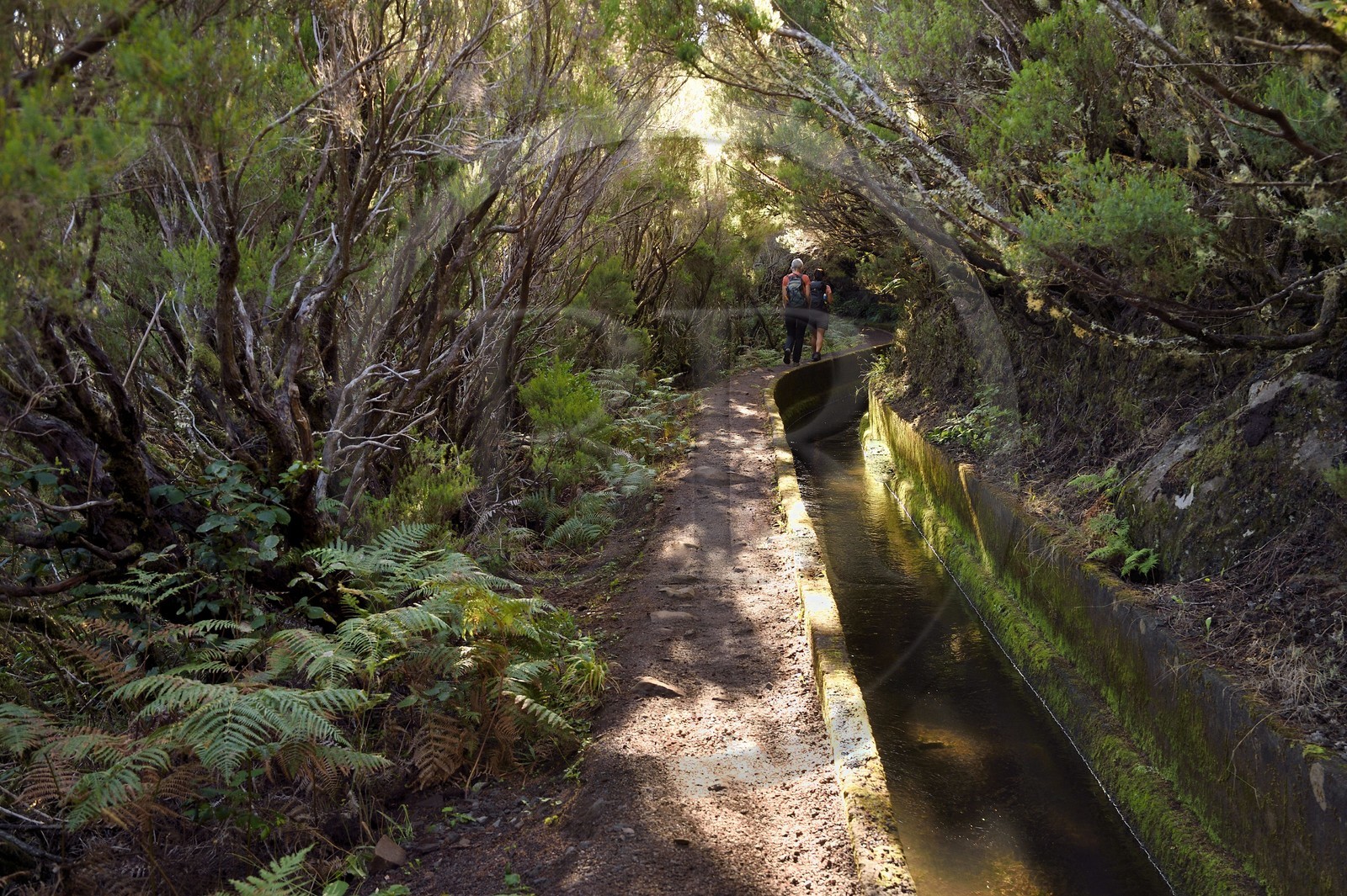 Portugal, Ile de Madère, randonnée dans La forêt de Rabaçal par la levada do Alecrim, un de ces innombrables canaux d'irrigation qui guident l’eau des hauts plateaux jusqu’aux terrasses cultivées du sud