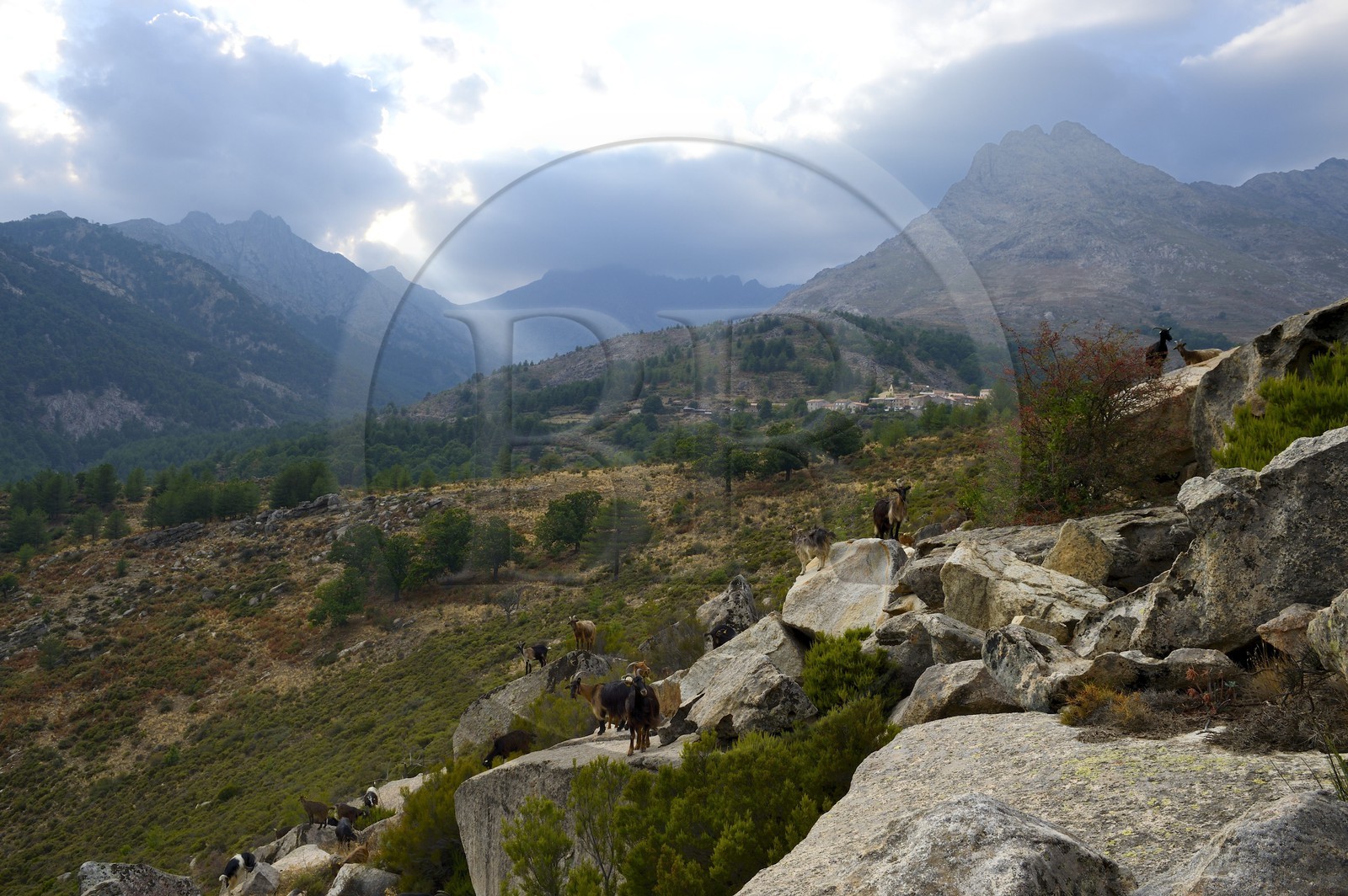 France, Haute-Corse (2B), région du Niolu (Niolo), troupeaux de chèvres devant Calasima plus haut village de Corse (1 095m)