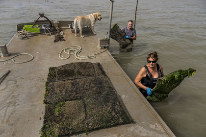 France, Charente Maritime, Oleron island, Dolus d’Oléron, the parks of the Marennes-Oléron basin in the Pertuis d'Antioche, Nadia Quillet and her husband Eric collect bags of crassostrea gigas in their oyster beds during the ebb tide