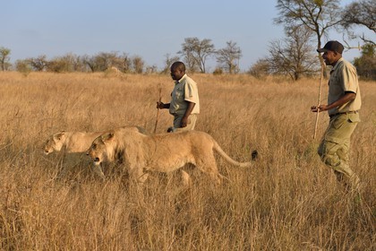 Zimbabwe, Midlands Province, Gweru, Antelope Park home to ALERT (African Lion and Environmental Research Trust), lion (panthera leo) walk through the bush by guides - handlers