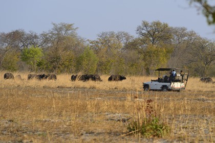 Zimbabwe, Matabeleland North Province, Hwange National Park, tourists in a four-wheel-drive watching a herd of african buffalo (Syncerus caffer)