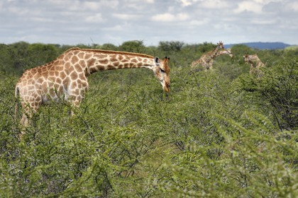 Namibia, Oshikoto region, Etosha National Park, giraffes (Giraffa camelopardalis)