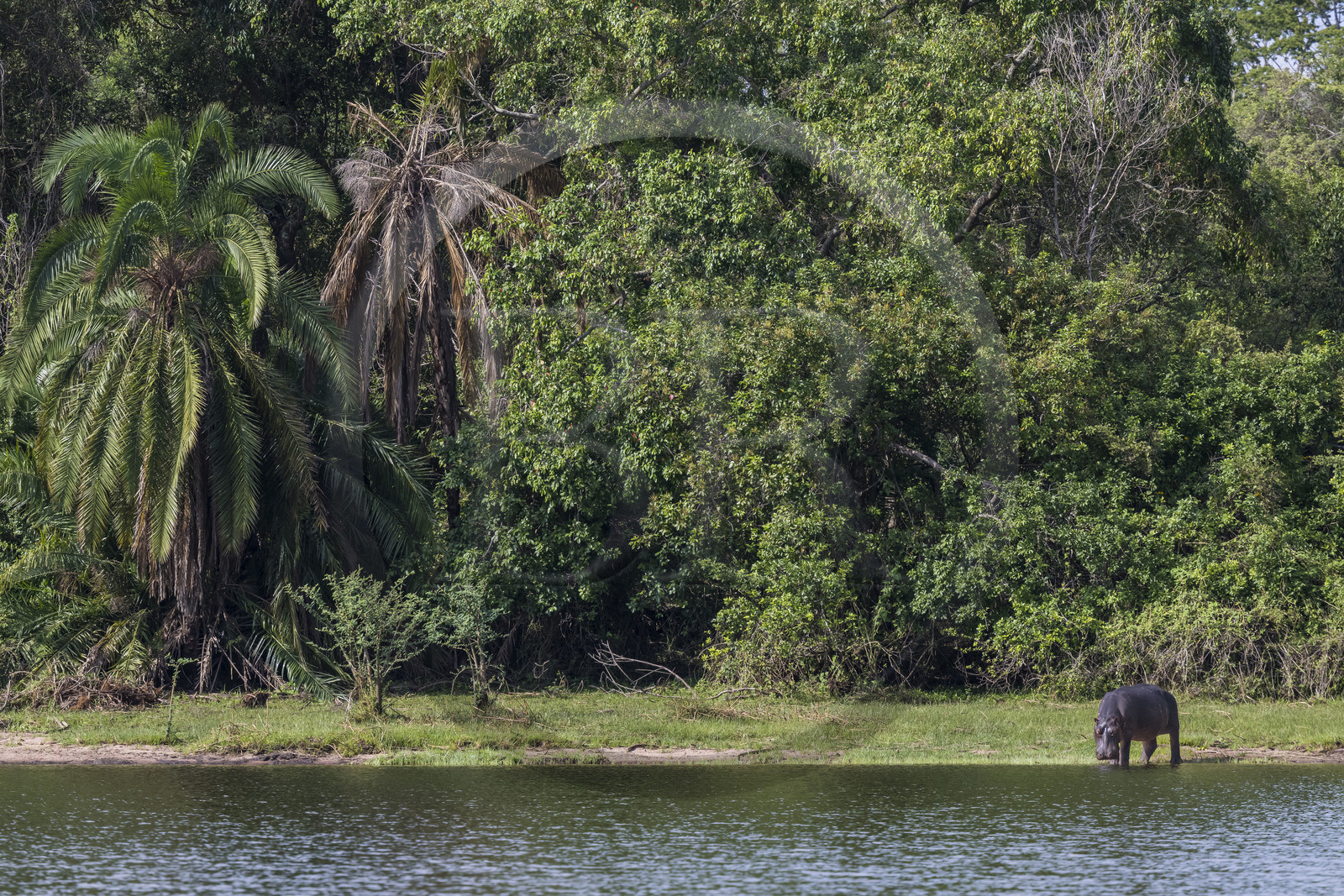 Rwanda, Parc national de l'Akagera, le lac Ihema, Hippopotame (Hippopotamus amphibius) en bordure du lac