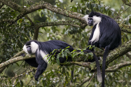 Rwanda, Province de l’Ouest, Gisakura, Parc national de Nyungwe, Colobes de Ruwenzori (Colobus angolensis ruwenzorii) pendant un safari à pied dans la forêt tropicale humide naturelle