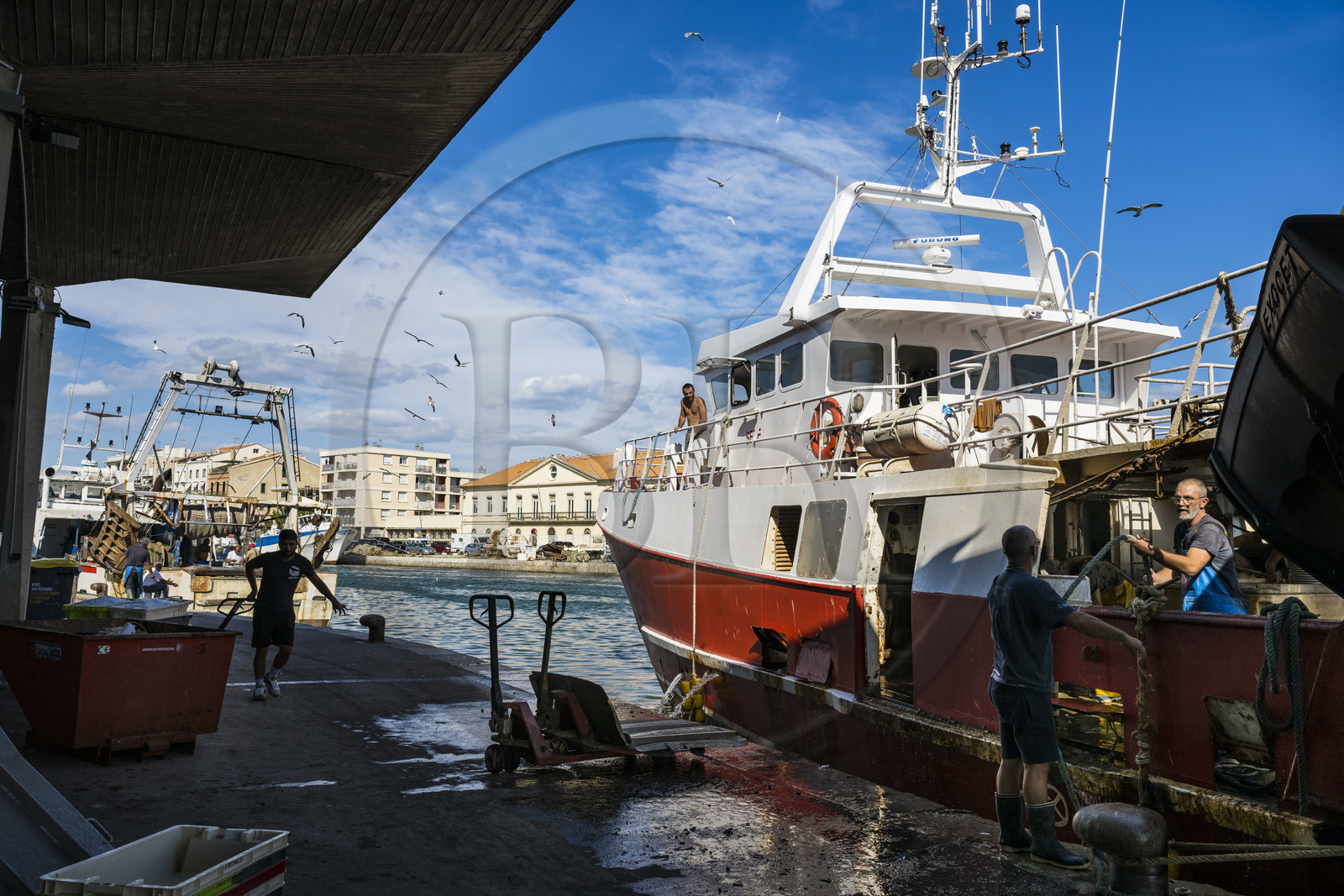France, Hérault (34), Sète, Port de pêche, retour des chalutiers à quai et déchargement de la pêche avec son cortège de mouettes