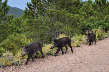 France, Var (83), Agay commune de Saint-Raphaël, les sangliers (Sus scrofa) prolifèrent dans le massif de l'Estérel