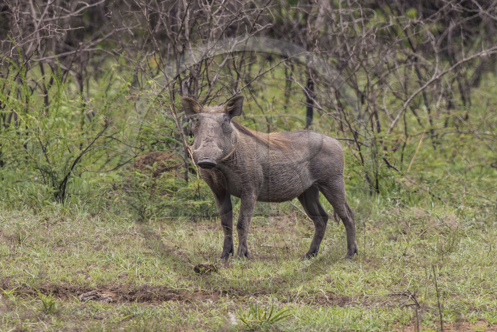 Rwanda, Parc national de l'Akagera, phacochère commun (Phacochoerus africanus)