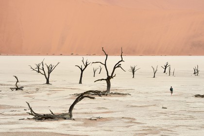 Namibia, Hardap region, Namib desert, Namib-Naukluft national park, Namib Sand Sea listed as World Heritage by UNESCO, Sossusvlei dunes, Dead Vlei, Camelthorn Acacia (Acacia erioloba) dead trees