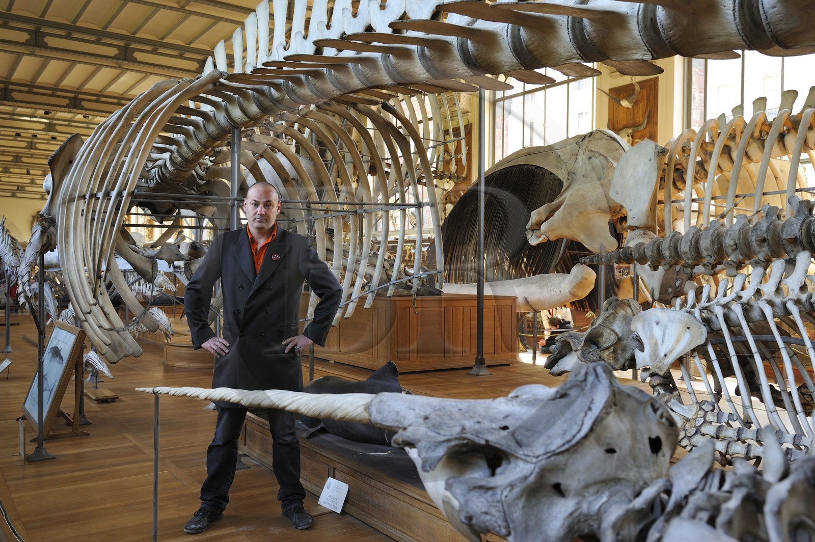 France, Paris (75), Jardin des Plantes, Museum National d'Histoire Naturelle, Galeries de Paléontologie et d'Anatomie comparée