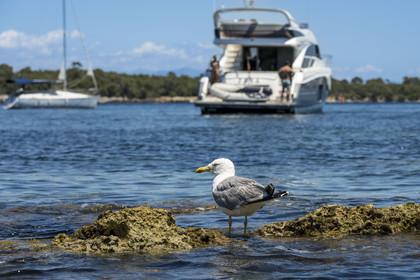 France, Alpes-Maritimes (06), Cannes, randonnée en kayak aux Iles de Lérins, passage dans le bras de mer entre les deux Iles de Lérins, les Iles de Saint-Honorat et Sainte-Marguerite