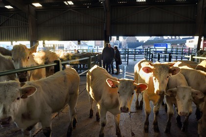 France, Seine Maritime, Forges les eaux, livestock market (mainly cows)