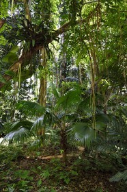 Sri Lanka, center province, Kandy, Peradeniya Botanical Garden, ferns and other pteridophytes