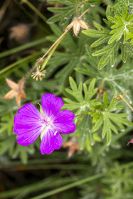 France, Cotes d'Armor, Grand Site de France Cap d'Erquy – Cap Frehel, Erquy, Cranesbill geranium (Geranium sanguineum)