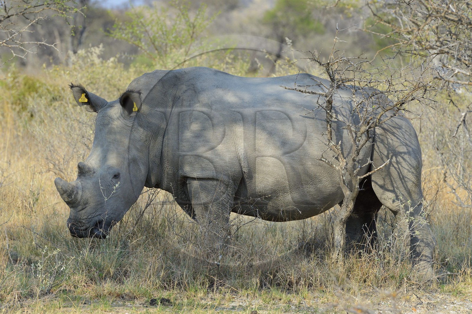 Zimbabwe, Matabeleland South Province, Matobo or Matopos Hills National Park, listed as World Heritage by UNESCO, White Rhinoceros (Ceratotherium simum), young adult of about 7 years