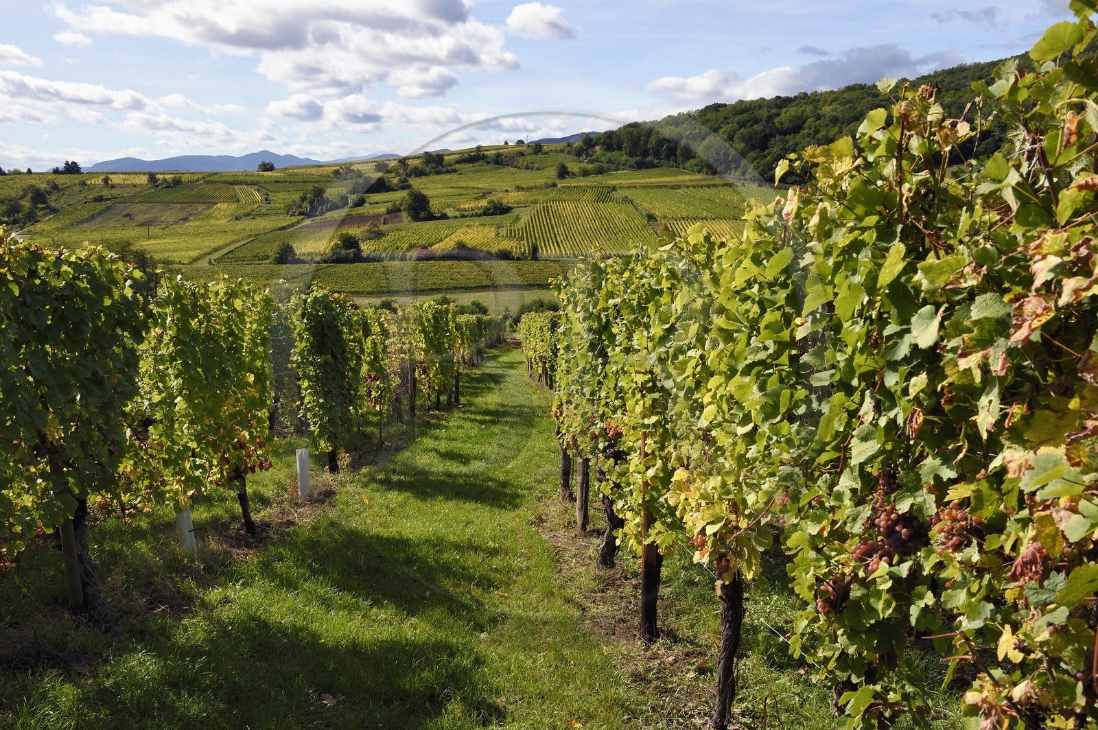 France, Haut-Rhin (68), Route des vins d'Alsace, Bergheim, vignoble du grand cru Altenberg