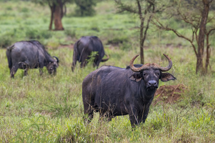 Rwanda, Parc national de l'Akagera, buffle noir des savanes (Syncerus caffer) dans la plaine