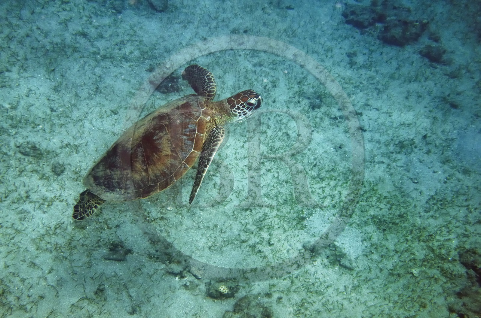 France, Ile de Mayotte, Grande-Terre, Kani-Keli, plage de N’Gouja, tortue (de mer) verte (Chelonia mydas)