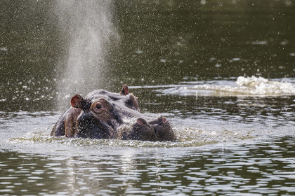 Rwanda, Parc national de l'Akagera, le lac Ihema, Hippopotame (Hippopotamus amphibius) revenant à la surface de l'eau