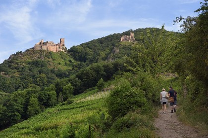 France, Haut-Rhin (68), Route des vins d'Alsace, Ribeauvillé, randonneurs sur le chemin du chateau Saint-Ulrich et du chateau de Girsberg à droite