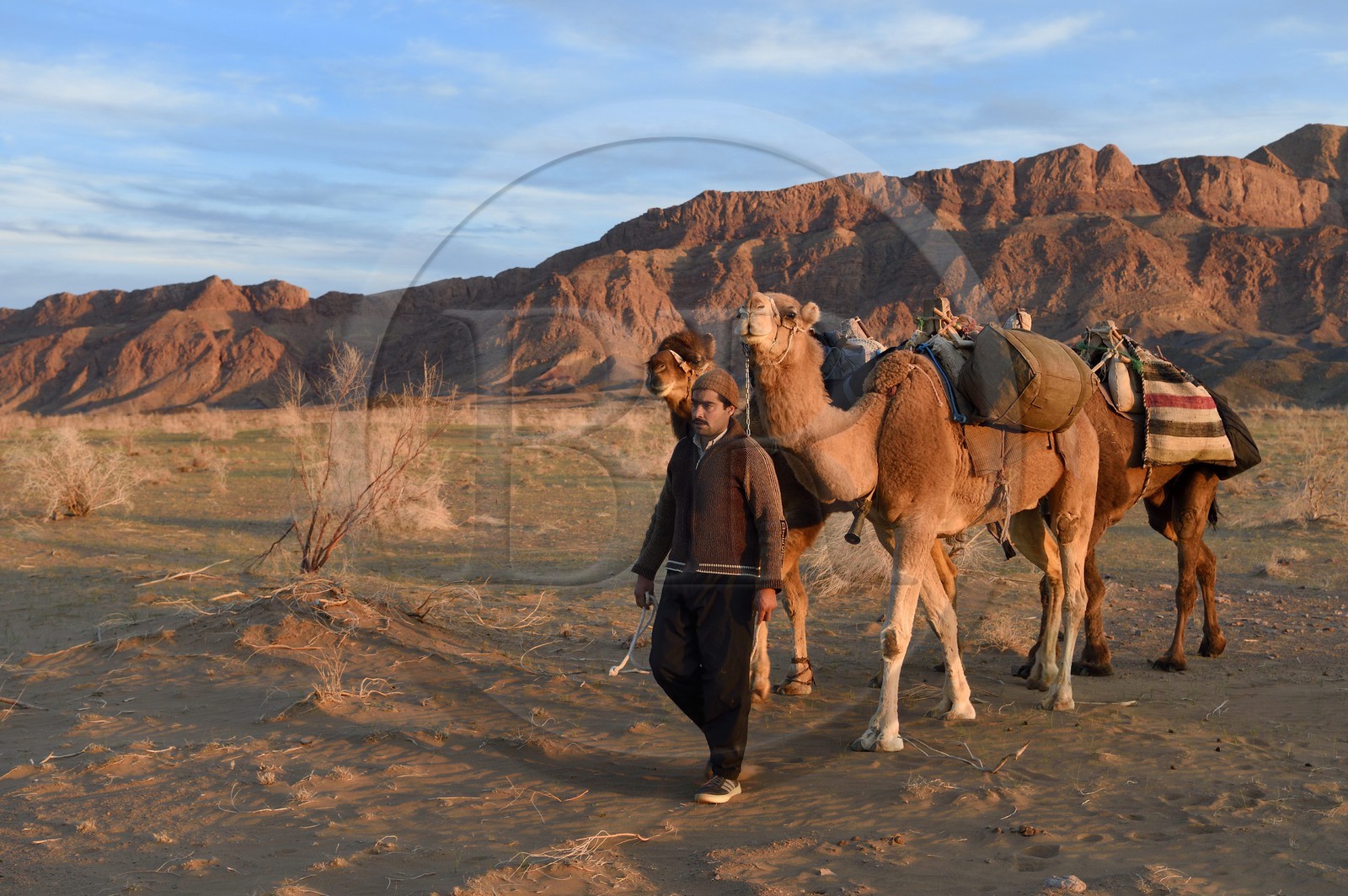 Iran, Province d'Ispahan, désert du Dasht-e Kavir, Mesr dans la région de Khur et Biabanak, caravane de dromadaires au pied de la chaine de montagne de Dareh bidan au coucher de soleil