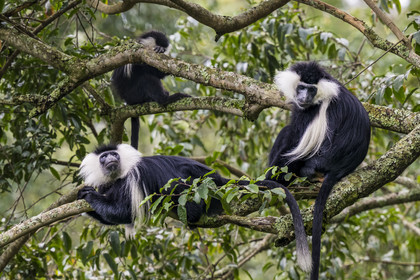 Rwanda, Province de l’Ouest, Gisakura, Parc national de Nyungwe, Colobes de Ruwenzori (Colobus angolensis ruwenzorii) pendant un safari à pied dans la forêt tropicale humide naturelle