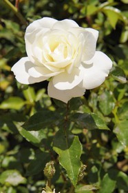 Morocco, Meknes Tafilalet Region, near Meknes, white rose