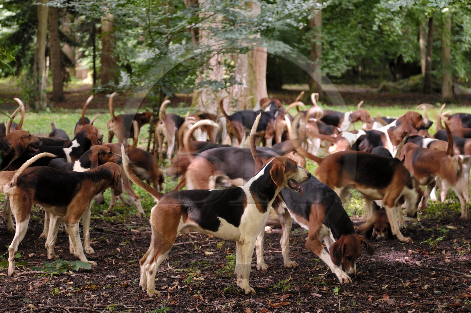 France, Loir-et-Cher (41), château de Cheverny, la meute de 90 chiens de chasse à cour