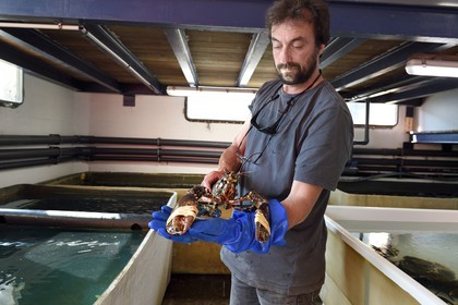 Principality of Monaco, Monaco, oyster farm Les Perles de Monte-Carlo, fish farmer and oysterman Frederic Rouxeville