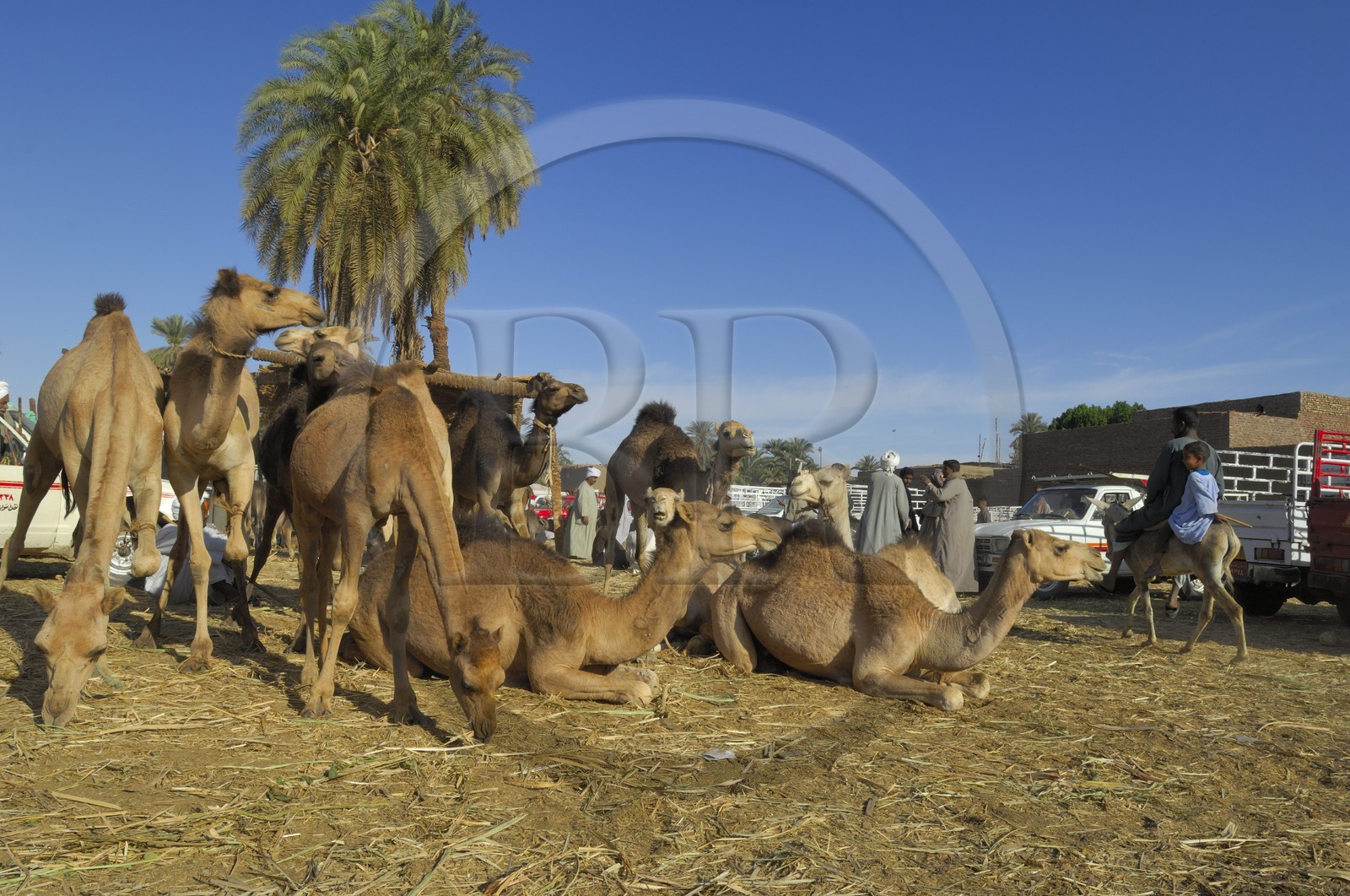 Egypte, Haute Egypte, Daraw au nord d'Assouan, marché aux dromadaires