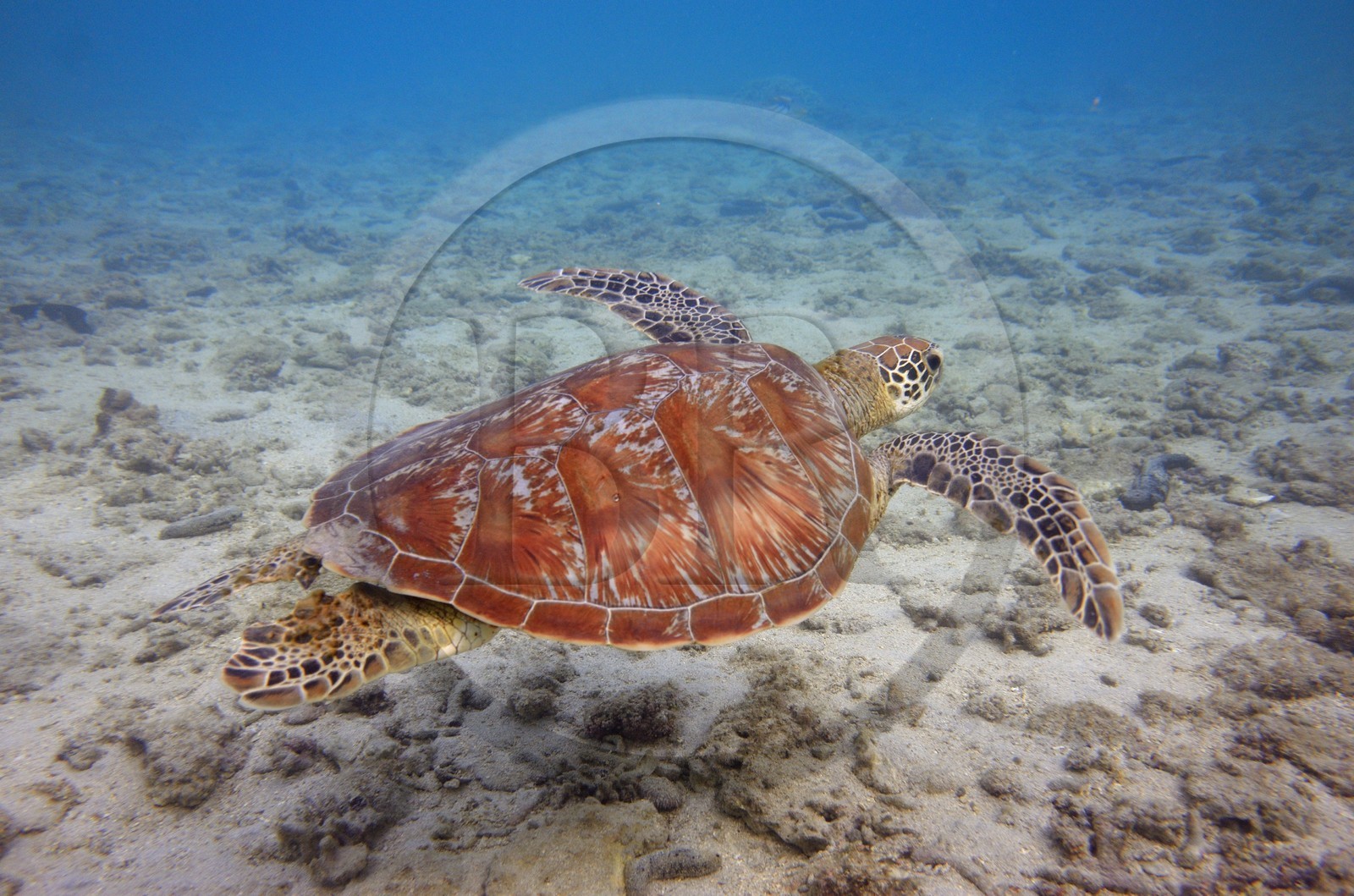 France, Ile de la Reunion, Côte Ouest, Saint-Gilles-Les-Bains (commune de Saint-Paul), le récif corallien du lagon de l'Ermitage, tortue verte (Chelonia mydas) (vue sous-marine)