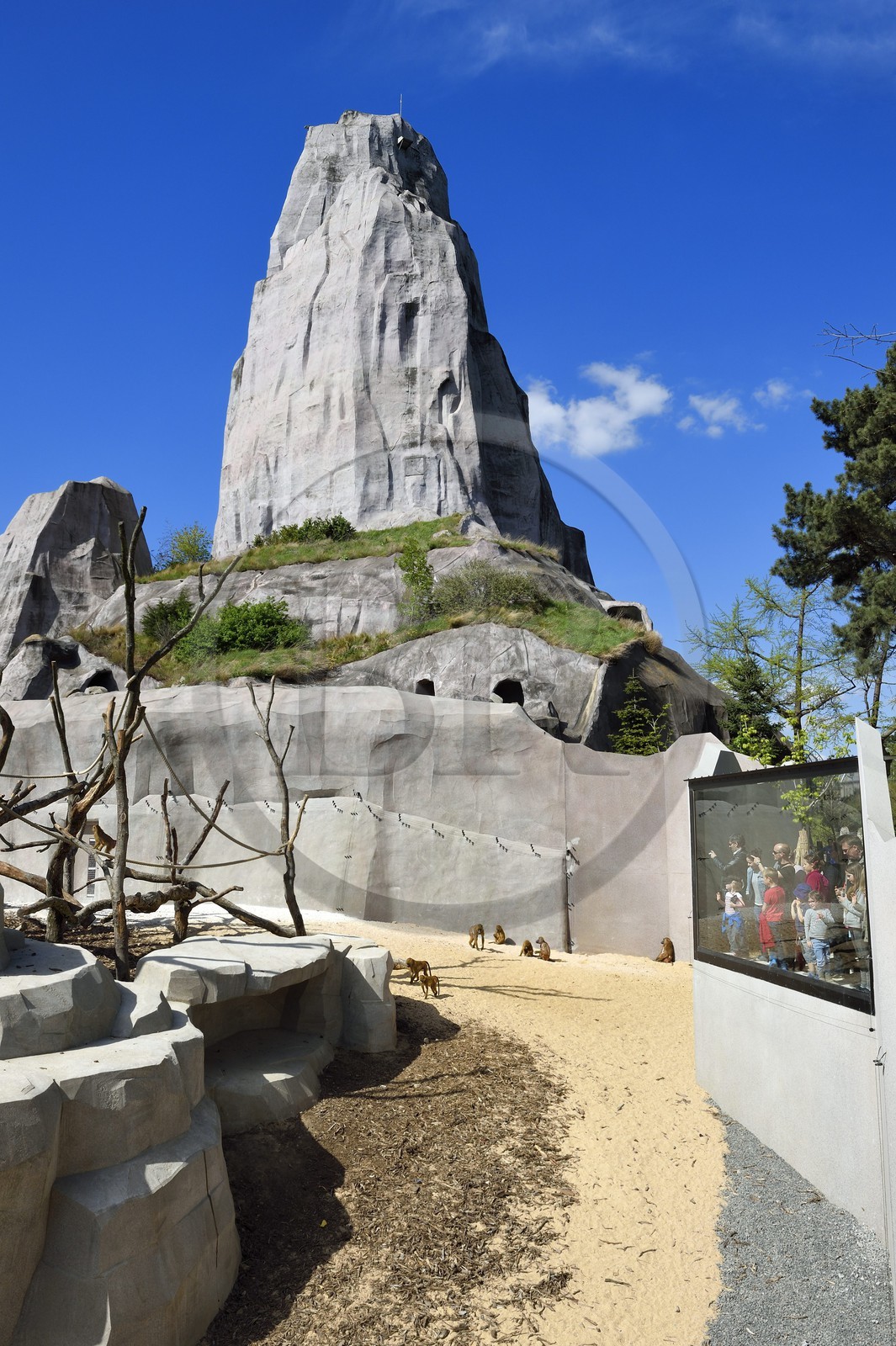 France, Paris (75), Le Parc zoologique de Paris (Zoo de Vincennes), la biozone Sahel-Soudan, babouins de Guinée (Papio papio) dans un vaste enclos sous le Grand Rocher qui est l’emblème du zoo depuis 1934
