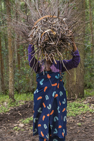 Rwanda, Province de l’Ouest, Gisuma, paysanne portant son fagot sur la tête