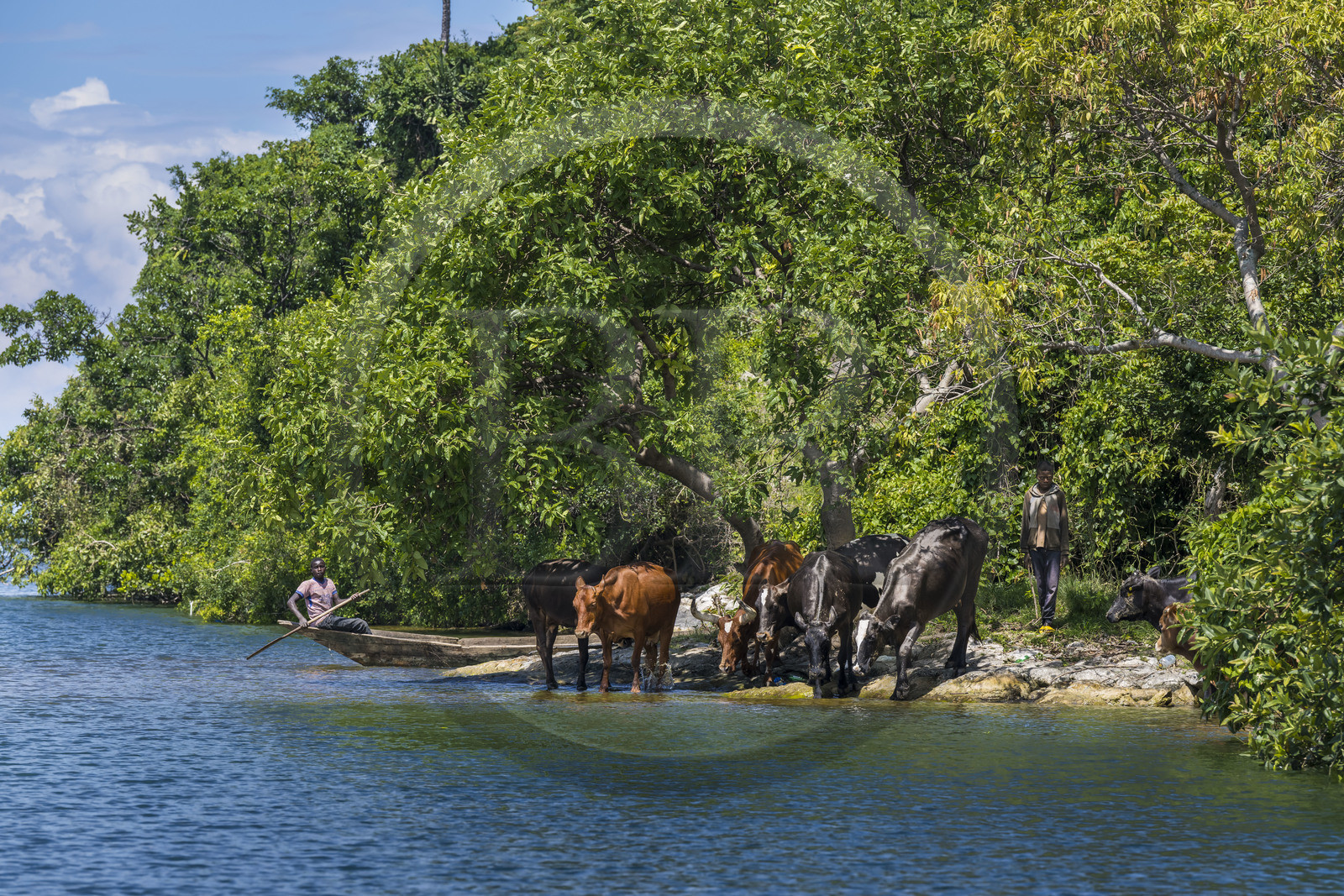 Rwanda, Province de l’Ouest, Karongi (anciennement nommée Kibuye), lac Kivu, troupeau de vaches sur un des ilots au large de Kibuye s'apprétant à nager vers l'ilot voisin