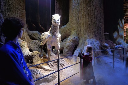 United Kingdom, Hertfordshire, Leavesden, Leavesden Film Studios, Harry Potter Studio Tour London, the scene of the eight Harry Potter movies' making of, the mythical Forbidden Forest, Buckbeak the hippogriff